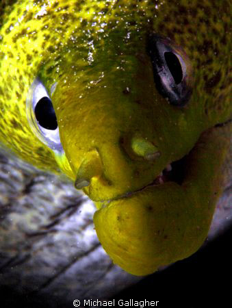 Moray portrait, Red Sea by Michael Gallagher 