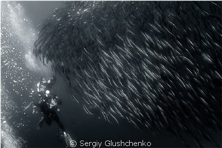 Sardine Run, Bait Ball by Sergiy Glushchenko 
