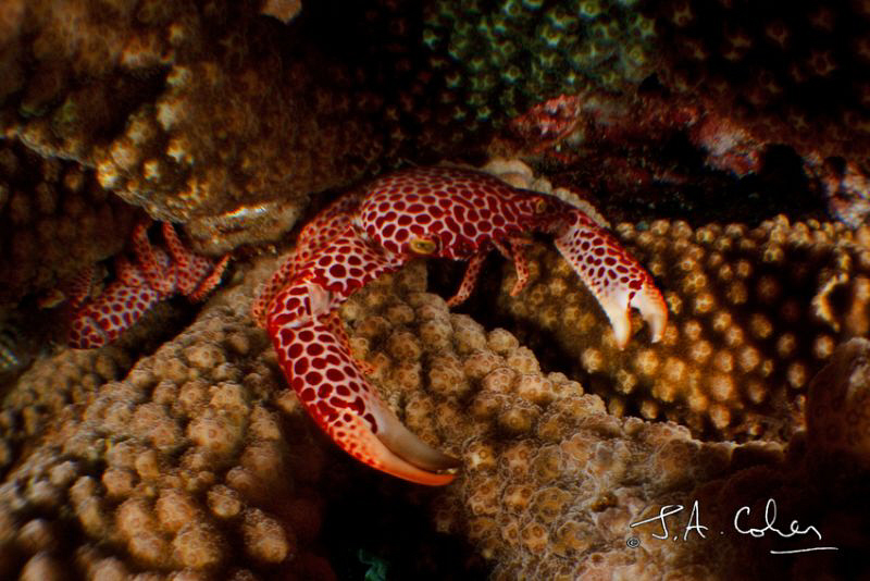 Crab by Julian Cohen 
