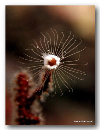 Microscopic!

Shot on compact camera with natural light! by Tim Ho 