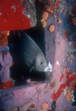 Angelfish leaving a wreck, Nikonos RS, 50 mm and 2 Ikelit... by Alan G. Miller 