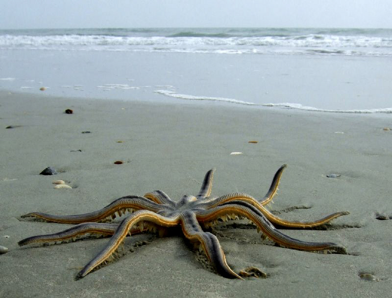 The Struggle to Return to the Sea by Carol Cox 