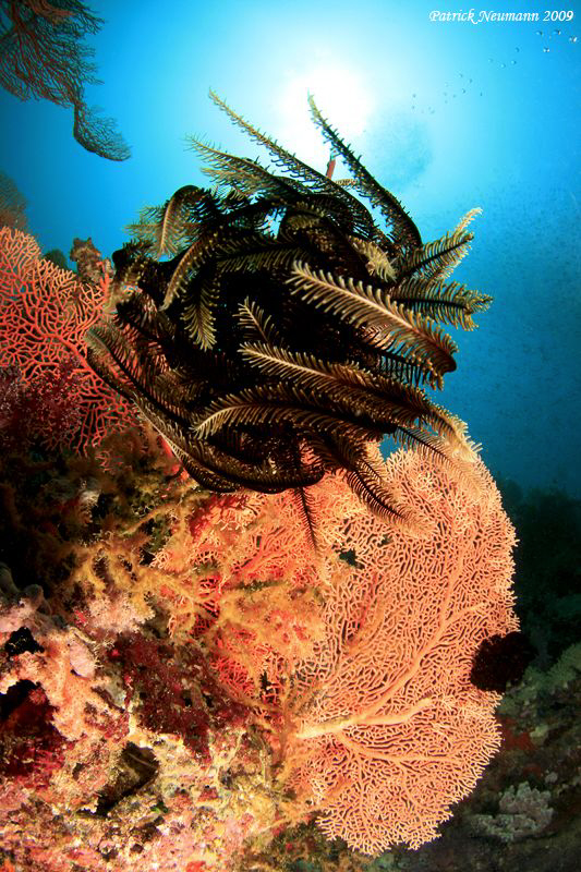 fetherstar close focus wide angle by Patrick Neumann 