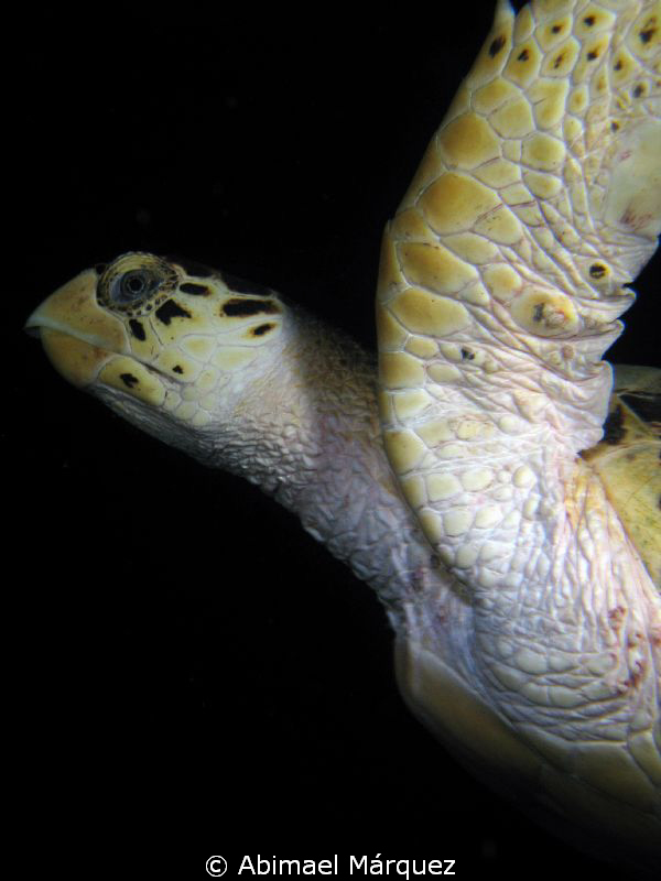 Turtles Can Fly, St. Thomas. by Abimael Márquez 