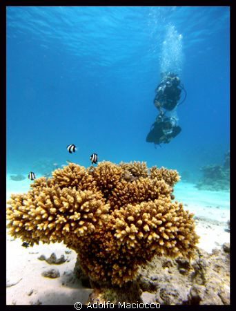 INTRODUCTORY DIVE AT THE GARDENS . by Adolfo Maciocco 