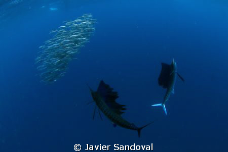Sailfish hunting sardines in a baitball, great experience... by Javier Sandoval 