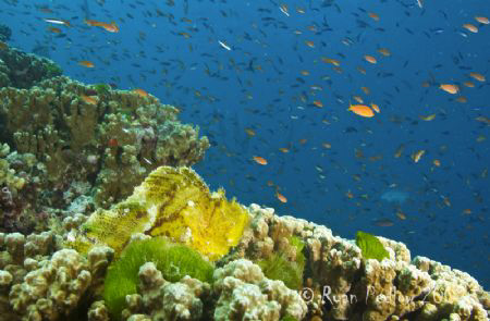 Hungry Leafy

Canon 7D, Sigma 17-70, Aquatica housing, ... by Ryan Pedlow 