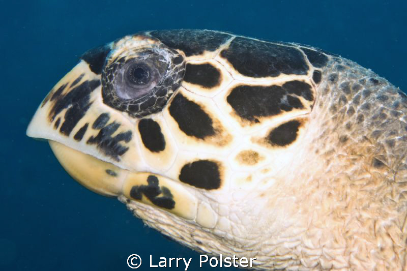 Head shot of hawksbill turtle, D300-60mm by Larry Polster 