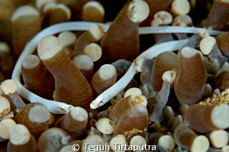 soft coral mushroom pipe fish...taken at Laha, Ambon, Ind... by Teguh Tirtaputra 