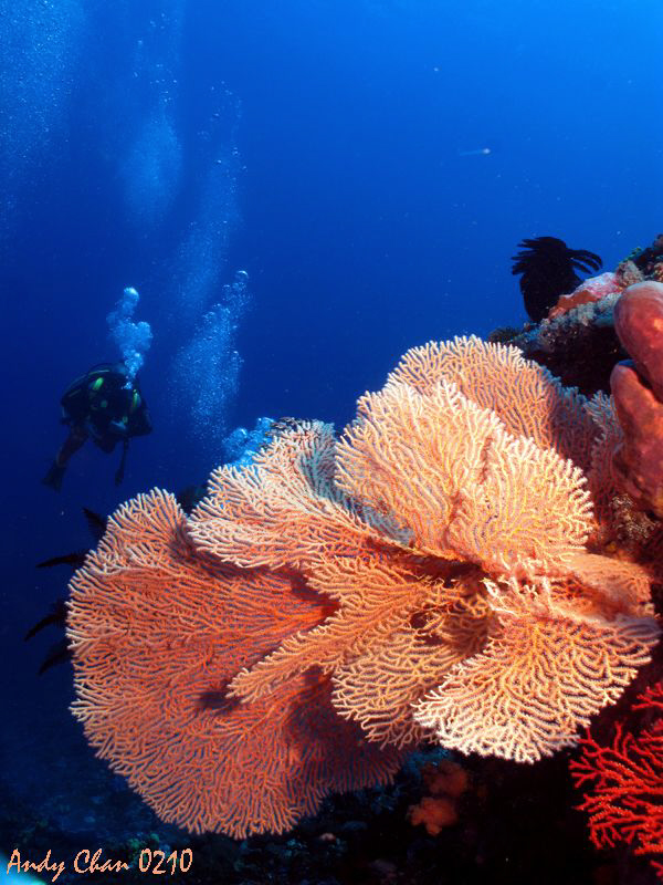Nusa Penida - Bali by Andy Chan 