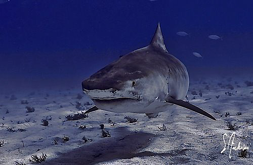 Emma stopping by for a closer look. This image was taken ... by Steven Anderson 