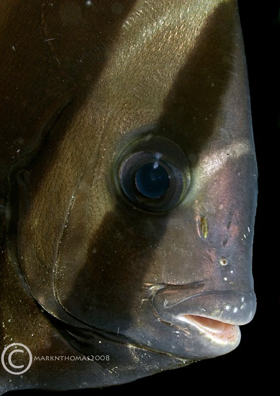 Batfish portrait.
Lembeh, Jan 08.
D200 60mm. by Mark Thomas 