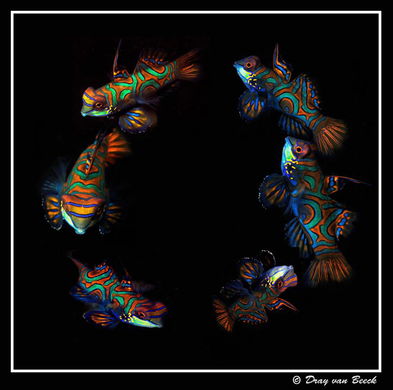 The Dance... by Dray Van Beeck 