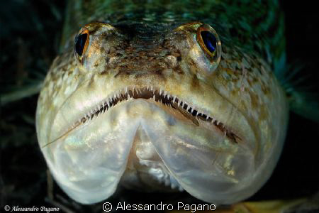 Smile!
A big Synodus saurus in ambush, surprised at abou... by Alessandro Pagano 