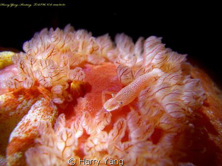 Spanish dance & shrimp...Night Diving in Kenting,TAIWAN. ... by Harry Yang 