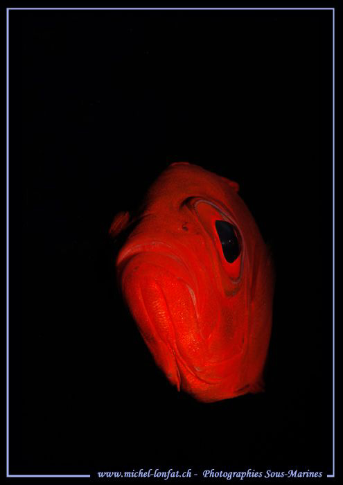 A Priacanthe De Bloch.... Doesn't look very happy... But ... by Michel Lonfat 