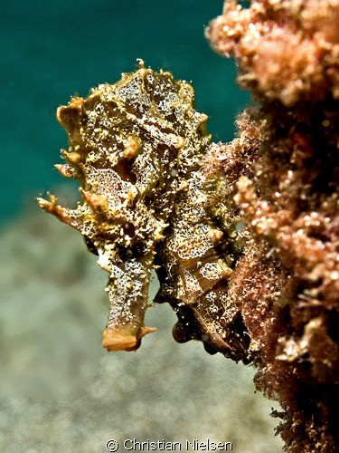 Peek-a-boo.
Seahorse hiding on the divesite, El Puertito... by Christian Nielsen 