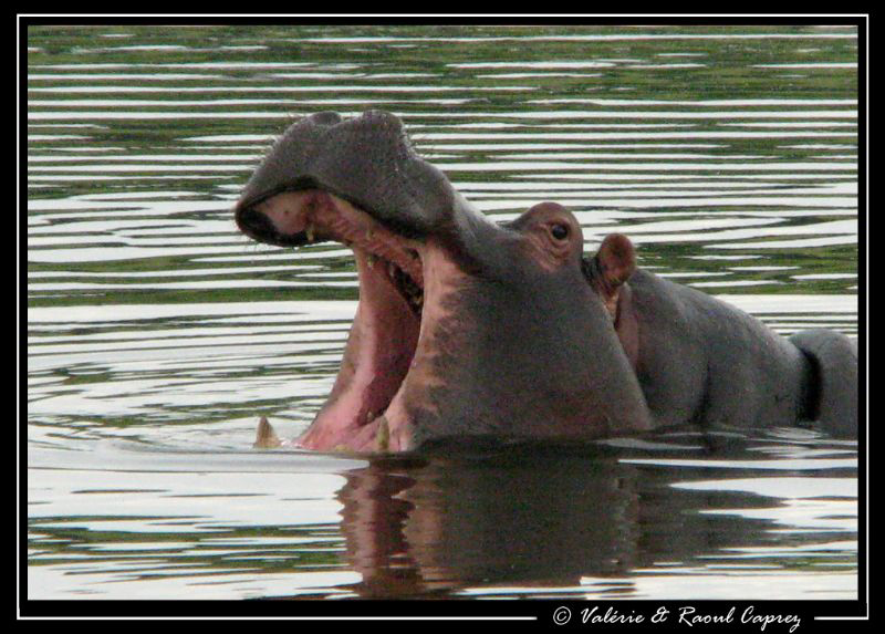 Aaahhhh ! by Raoul Caprez 