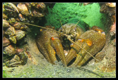 FreshWater Crayfish
(Astacus astacus) by Christophe Warpelin 
