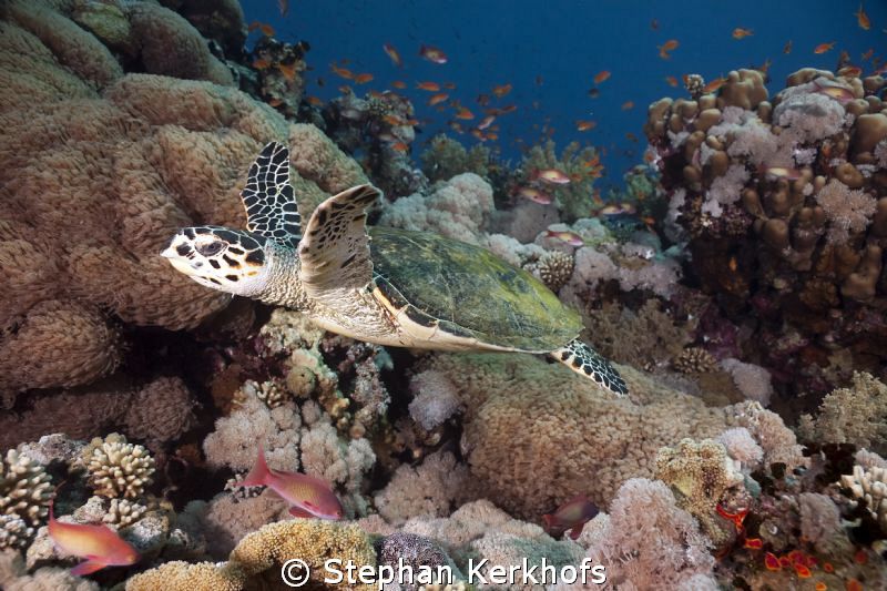 Nice little Hawksbill Turtle in the aquarium of Jackson r... by Stephan Kerkhofs 
