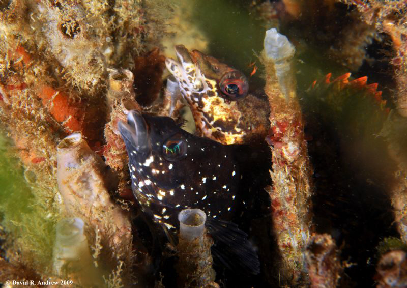 Painted Greenling (Oxylebius pictus) Courting Pair with p... by David Andrew 