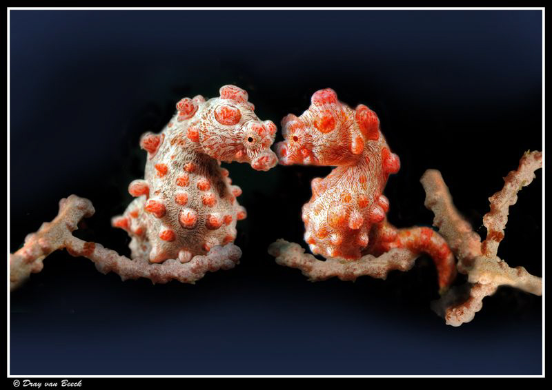 The Kiss... (since it's almost valentinesday) by Dray Van Beeck 