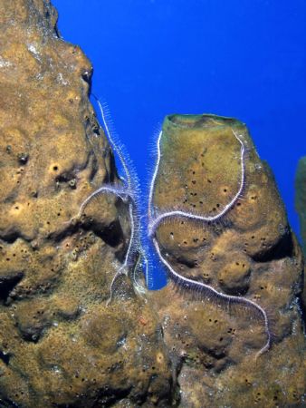 we really have to stop meeting like this...Roatan, HN by Jon Kreider 