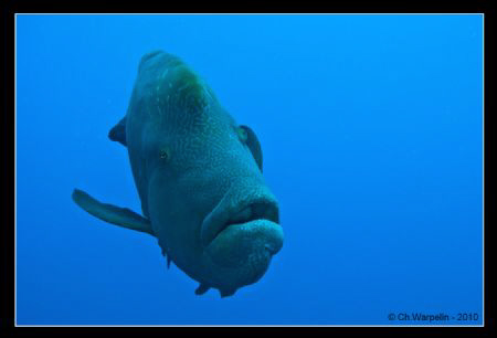 Napoleon Fish @ Elphinstone by Christophe Warpelin 
