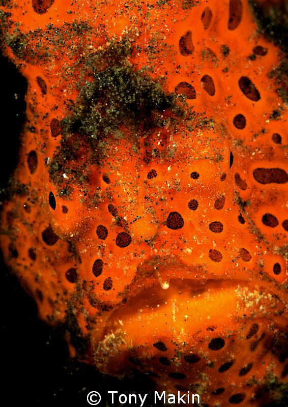 Grubby by Tony Makin 