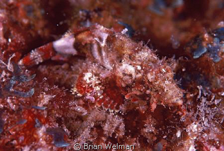 Juvenile Scorpion Fish by Brian Welman 
