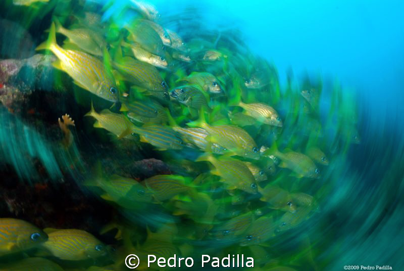 Eyes, eyes...playing with movement.
Shoot 1/8 sec at f/1... by Pedro Padilla 
