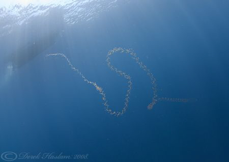 Jelly in the blue. Wolf island. Galapagos. D200, 10.5mm. by Derek Haslam 