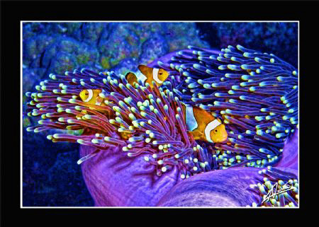 clown fish "BATIK" edition! by Adriano Trapani 