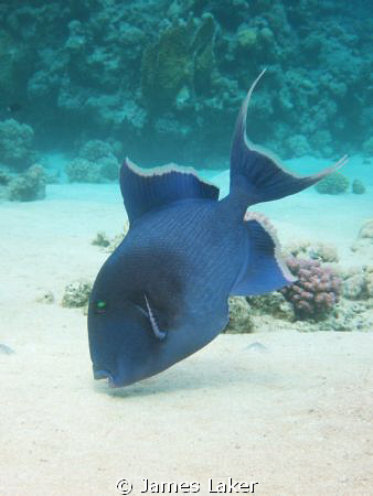 Trigger Fish taken before the sand got stirred up! by James Laker 