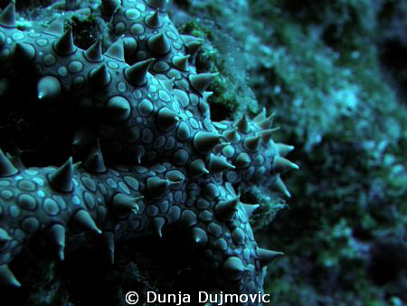 Sea Star
Marsa Alam, February 2010 by Dunja Dujmovic 