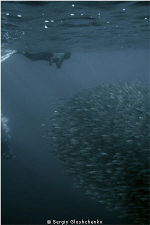 Sardine Run, Bait Ball by Sergiy Glushchenko 