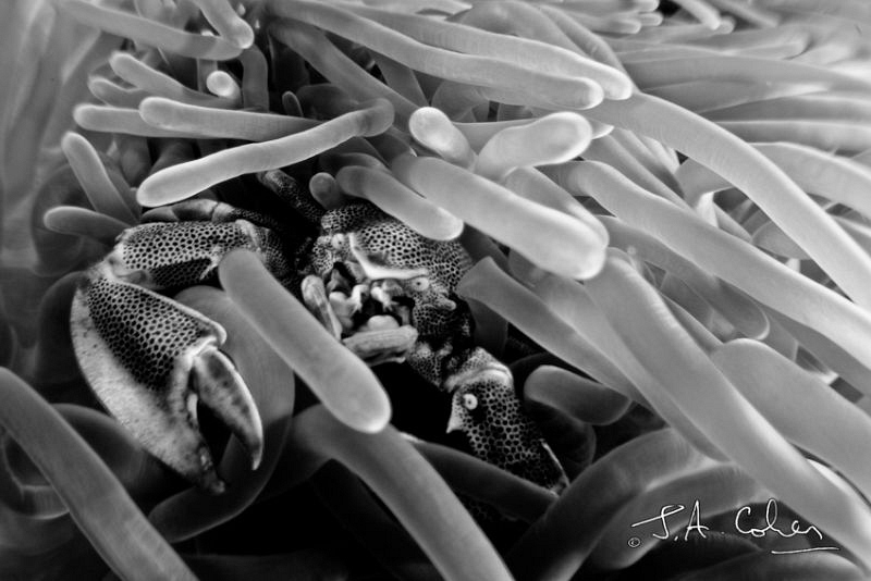 Porcelain Crab by Julian Cohen 