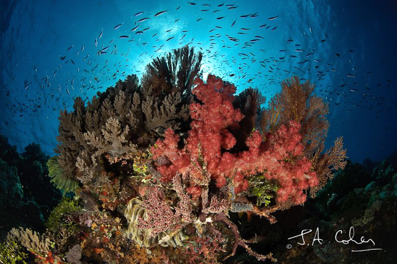 Soft Coral by Julian Cohen 