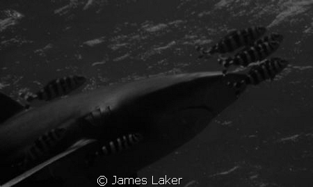 Oceanic at Elphinstone by James Laker 
