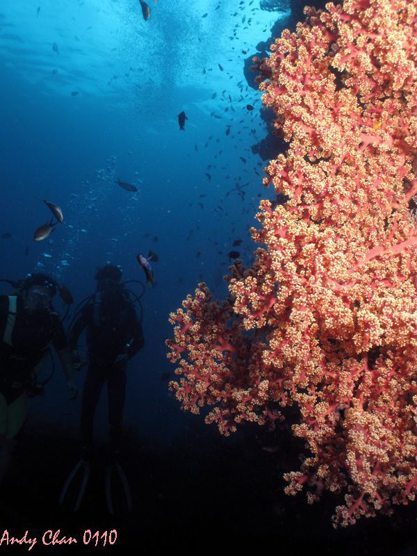 Buddy
Tulamben Shipwreck - Bali by Andy Chan 