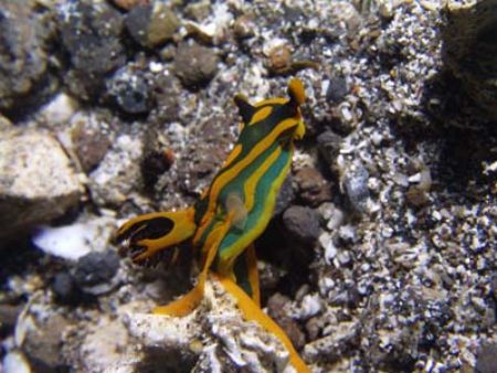 While diving in Lembeh I found this nudibranch laying egg... by Yves Antoniazzo 