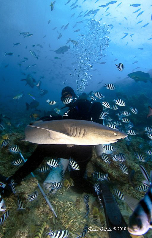 10m feeding stop.  This whitetip reefy was anxiously awai... by Sam Cahir 