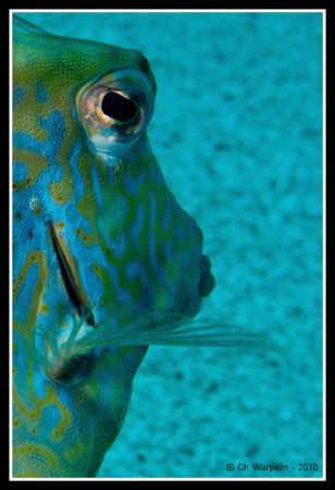 Pyramid BoxFish @ Dahab by Christophe Warpelin 