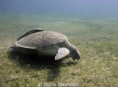 Sea turtle feasting on a field of sea grass in Abu Dabbab... by Blaza Jovanovic 