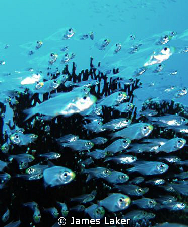 Glass fish on the move by James Laker 