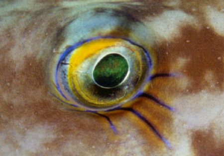 Puffer eye, dominica, permanent makeup. by Allen Ayling 