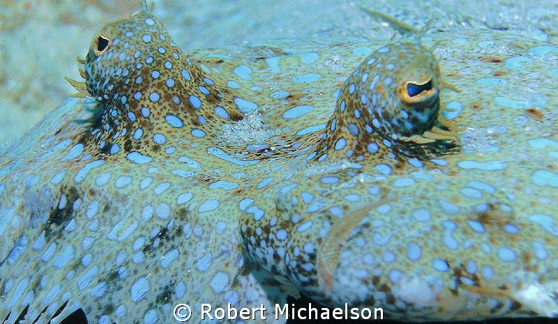 Fortunate to find a spot below a peacock flounder to get ... by Robert Michaelson 
