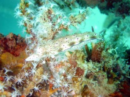 I felt very lucky when I found this nudibranch in such be... by Erika Antoniazzo 