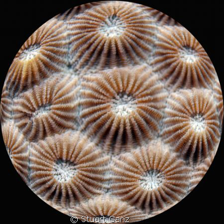 Fisheye Coral by Stuart Ganz 