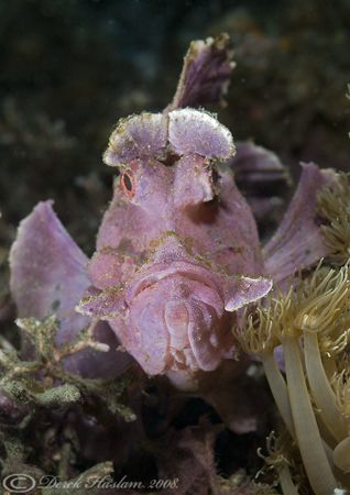 Paddle-Flap Scorpion Fish. Lembeh straits. D200, 60mm. by Derek Haslam 